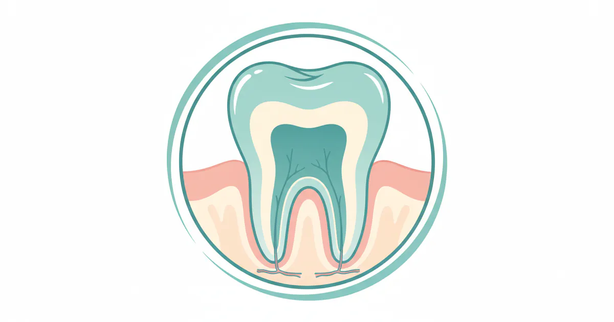 Basic Tooth Anatomy: Complete Guide