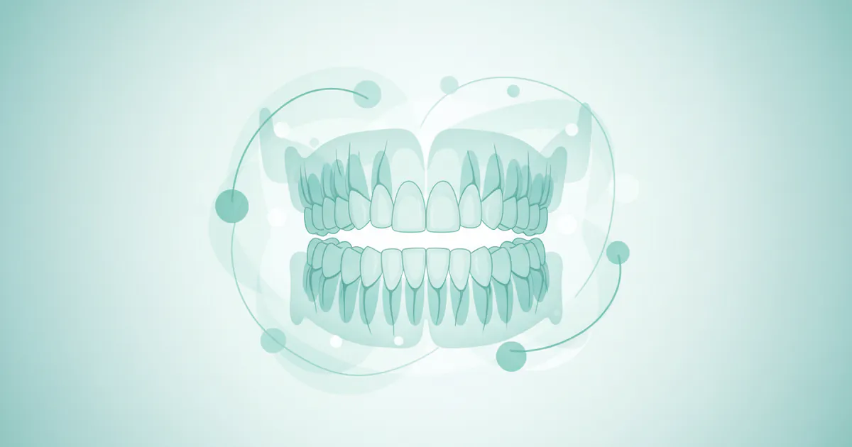 How Much Teeth Do Humans Have