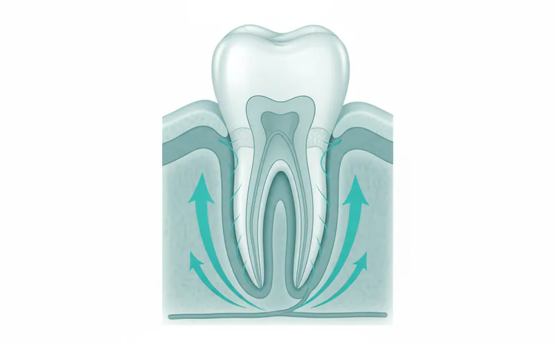 A detailed diagram showing the anatomy of a permanent canine tooth, including its crown, root, and the surrounding bone, with arrows indicating the eruption path