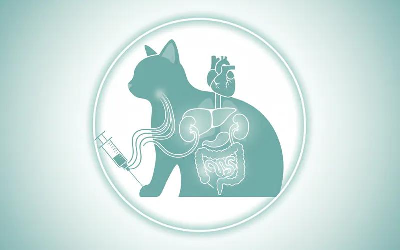 Illustration related to 2. Pre-Anesthetic Work-up (If Dental Cleaning is Recommended)