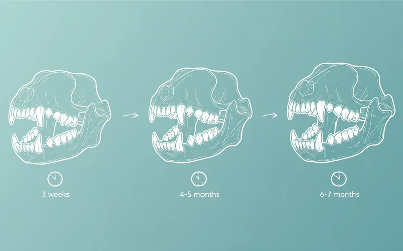 Illustration related to H3: How long does puppy teething last?