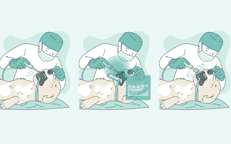 A step-by-step illustration showing a dog undergoing a professional dental cleaning under anesthesia, including images of a vet performing scaling, taking dental X-rays, and polishing teeth.