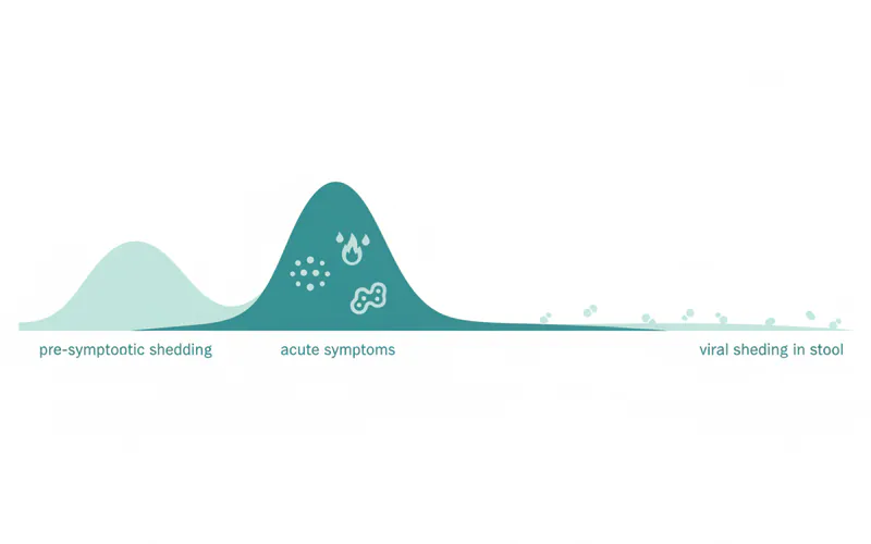 A timeline illustration showing the typical duration of HFMD contagiousness: a period of pre-symptomatic shedding, peak contagiousness during acute symptoms (fever, rash, sores), and a longer tail of viral shedding in stool after symptoms resolve.