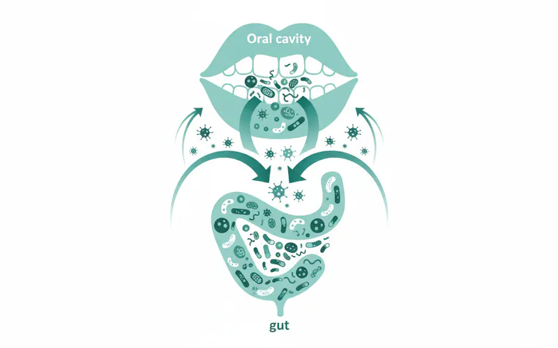 Illustration showing the connection between the oral microbiome and the gut microbiome, with arrows indicating the flow of bacteria and inflammatory molecules.