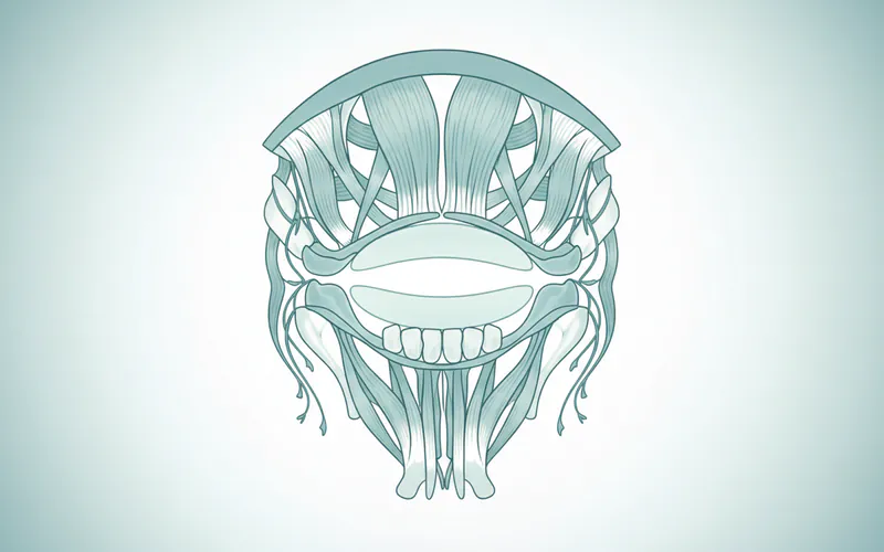 Anatomical illustration of the temporomandibular joint, showing the mandible, temporal bone, articular disc, and surrounding muscles.
