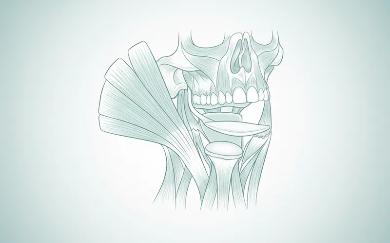 Detailed anatomical illustration of the temporomandibular joint, showing the condyle, temporal bone, articular disc, and surrounding muscles like the masseter and temporalis.