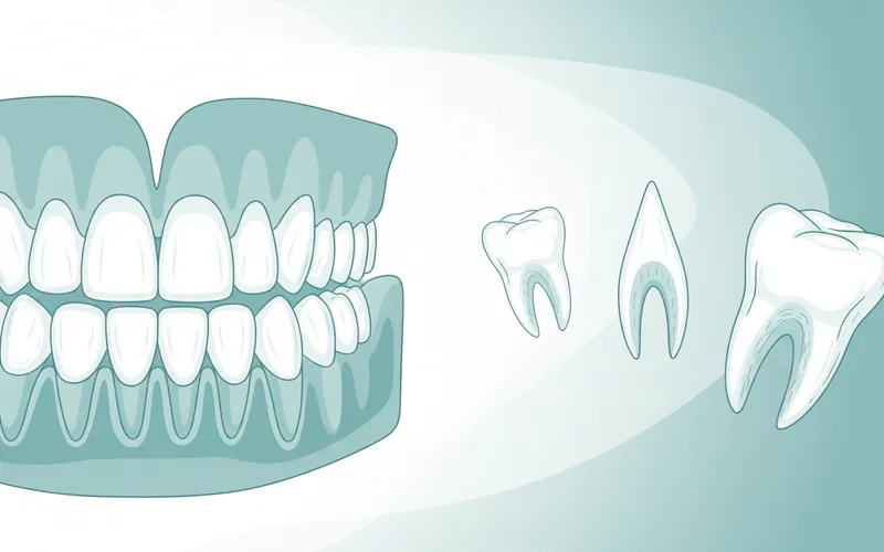 Illustration related to Types of Teeth Diagram: Complete Guide
