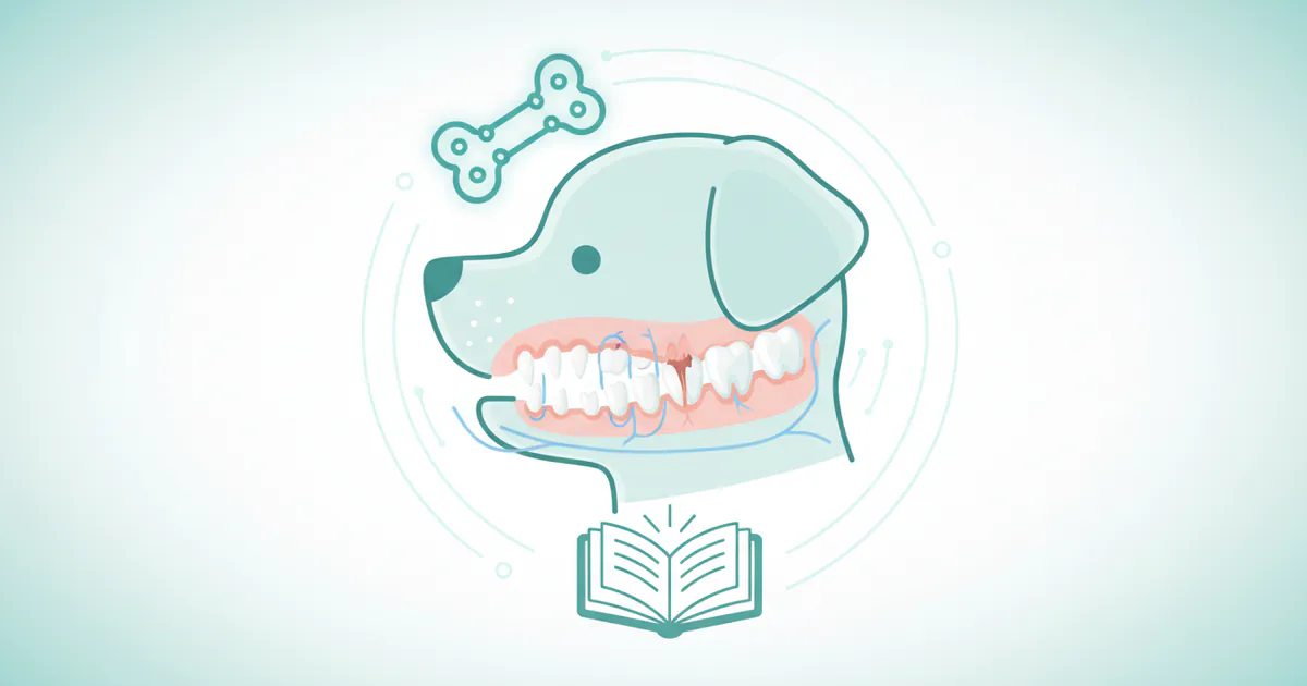 Puppy Teething: Complete Guide