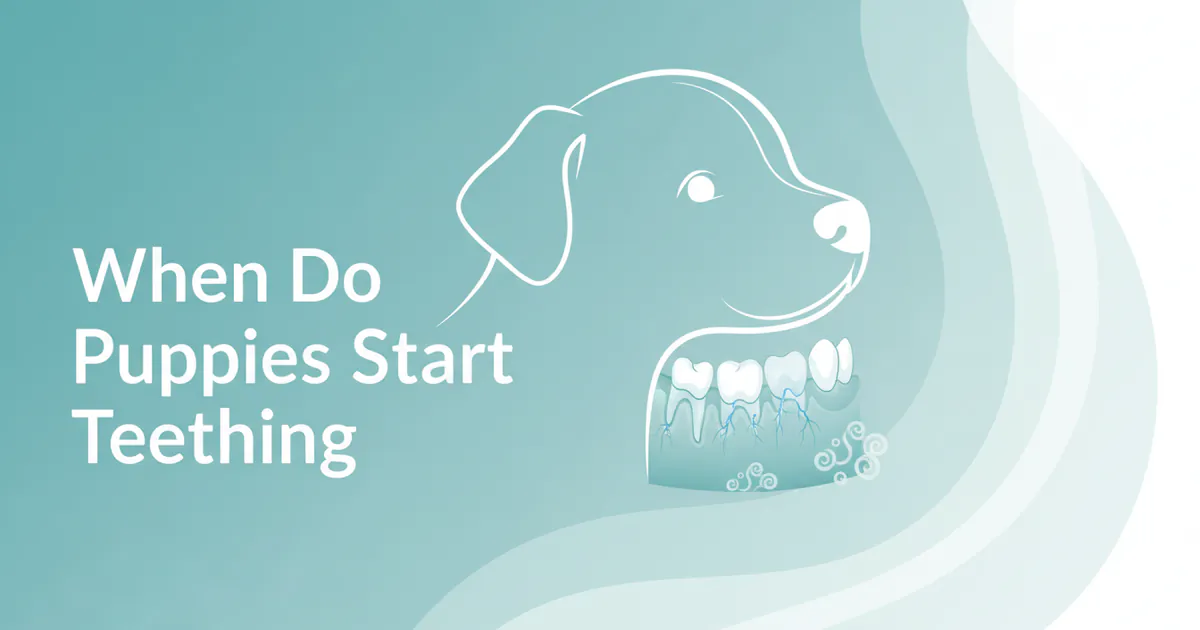 When Do Puppies Start Teething